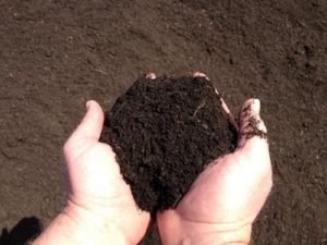 Handful of compost.
